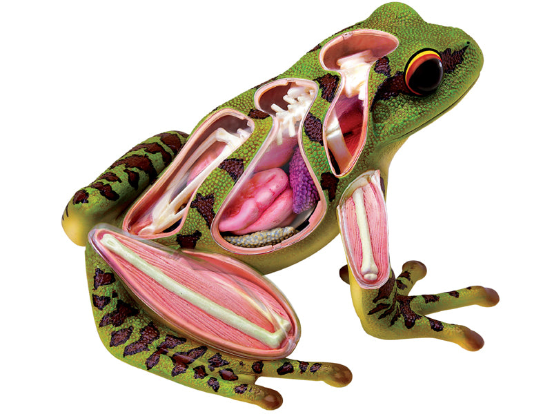 4D Vision Animal Frog