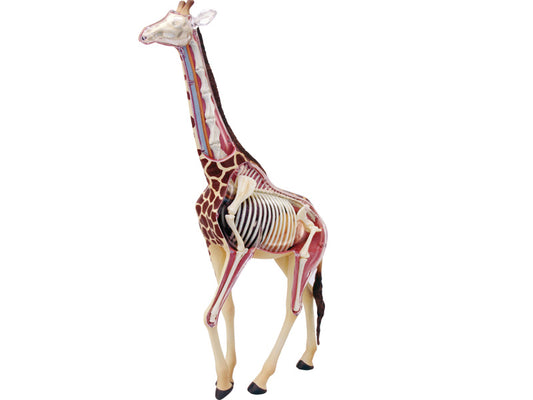 4D Vision Animal Giraffe