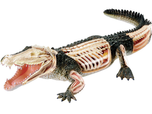 4D Vision Animal Crocodile