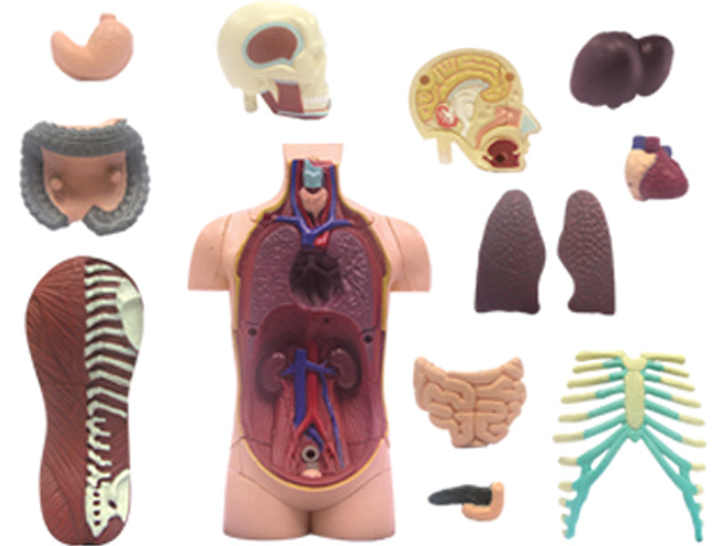 4D Human Anatomy Standard Small Torso