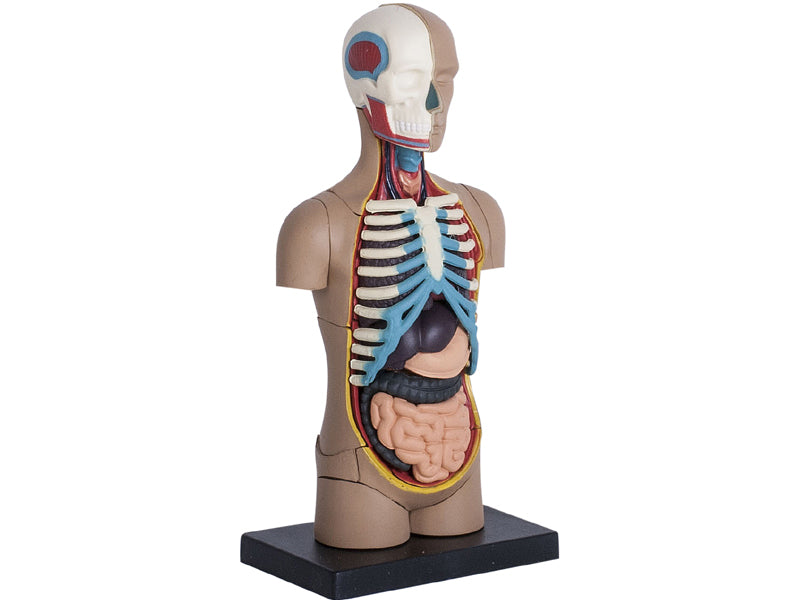 4D Human Anatomy Standard Small Torso