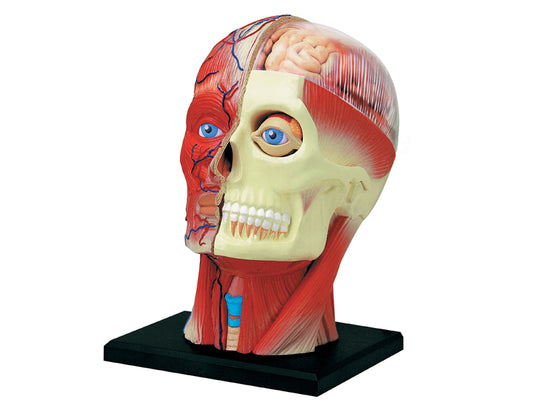 4D Human Anatomy Deluxe Human Head