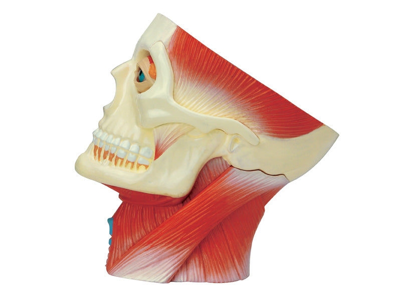 4D Human Anatomy Deluxe Human Head