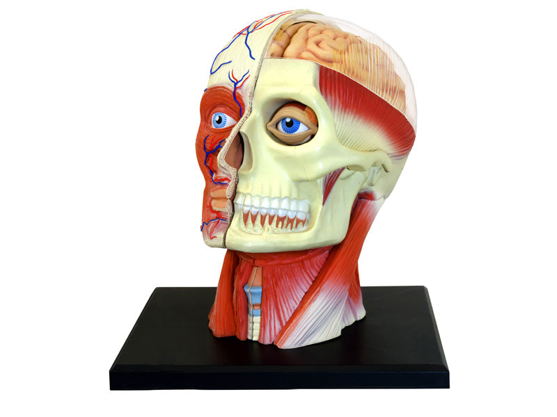 4D Human Anatomy Deluxe Human Head