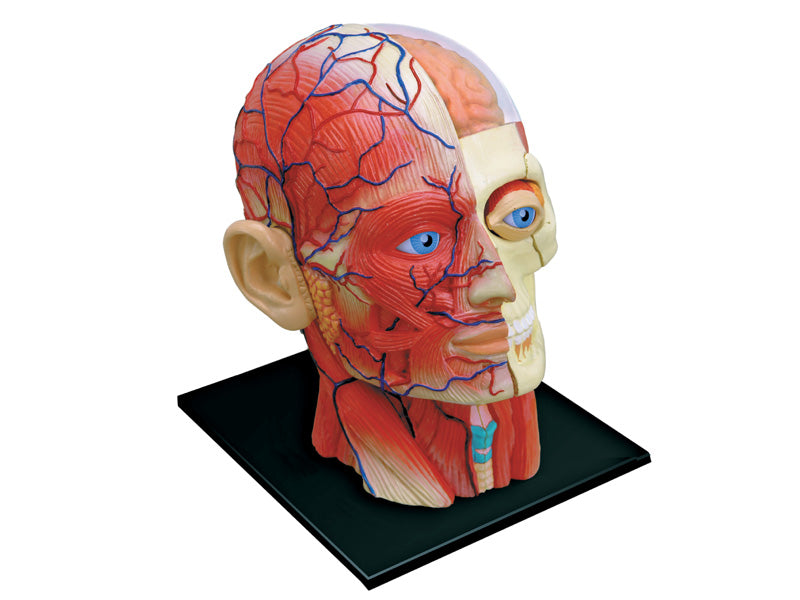 4D Human Anatomy Deluxe Human Head