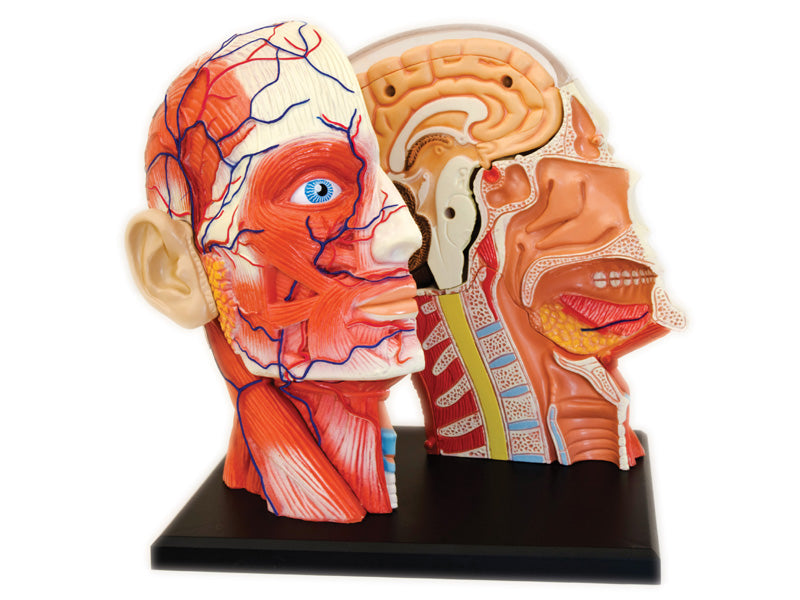 4D Human Anatomy Deluxe Human Head