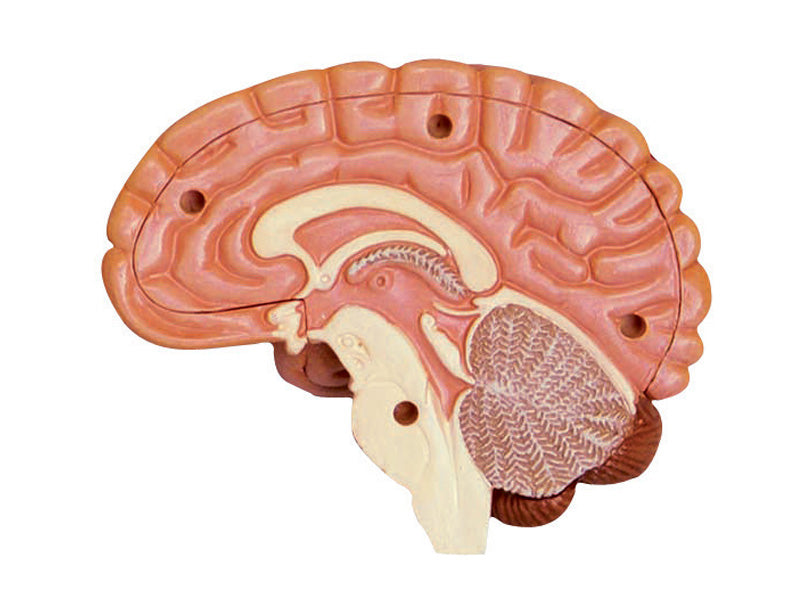 4D Human Anatomy Deluxe Human Head