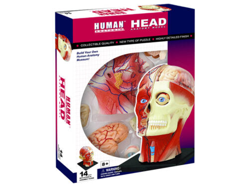 4D Human Anatomy Deluxe Human Head