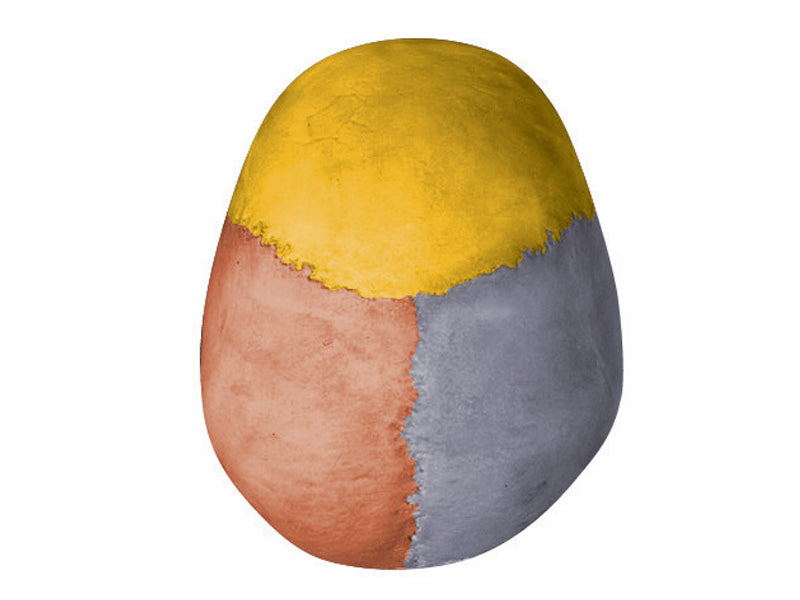 4D Human Anatomy Deluxe Didactic Exploded Skull Model – MONSTER KIDS ...