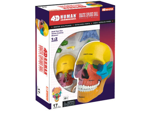 4D Human Anatomy Deluxe Didactic Exploded Skull Model – MONSTER KIDS ...