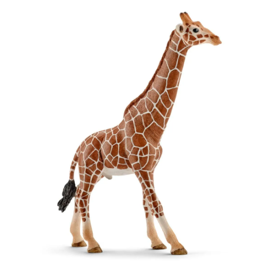 Giraffe, male 14749