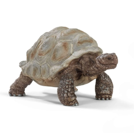Giant Tortoise 14824