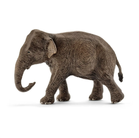 Asian elephant, female 14753